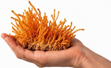 cordyceps_energia.jpg