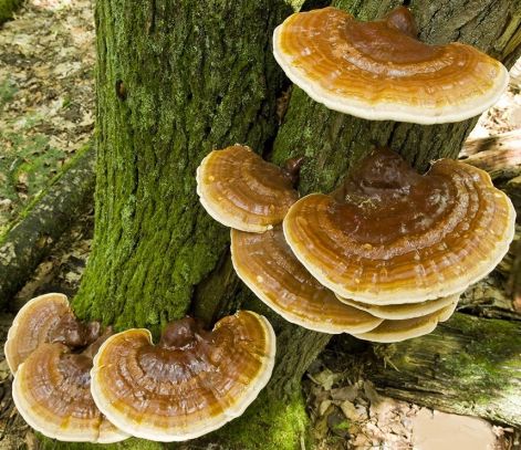 ganoderma_a_fan.jpg