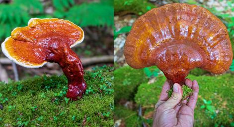 ganoderma_mushrooms_2a.jpg