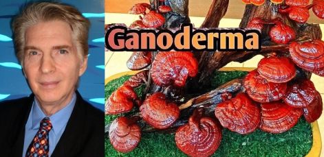 ganoderma_nyitokep_2026_v.jpg