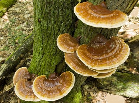 ganoderma_tsugae_vj.jpg ganoderma_tsugae_vj.jpg