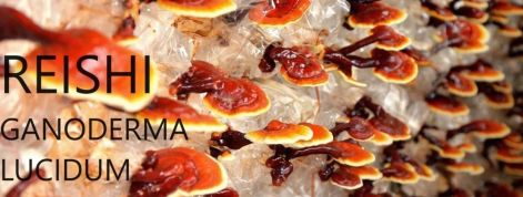 reishi.jpg
