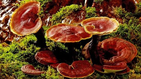 reishi_gomba_x.jpg reishi_gomba_x.jpg